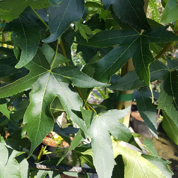 Liquidambar styraciflua 'Worplesdon': Bild 3/7 Liquidambar styraciflua 'Worplesdon': Bild 3/7