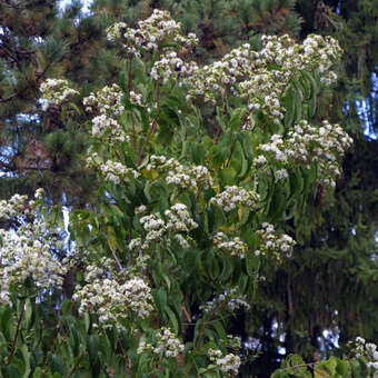 Heptacodium miconioides: Bild 8/12