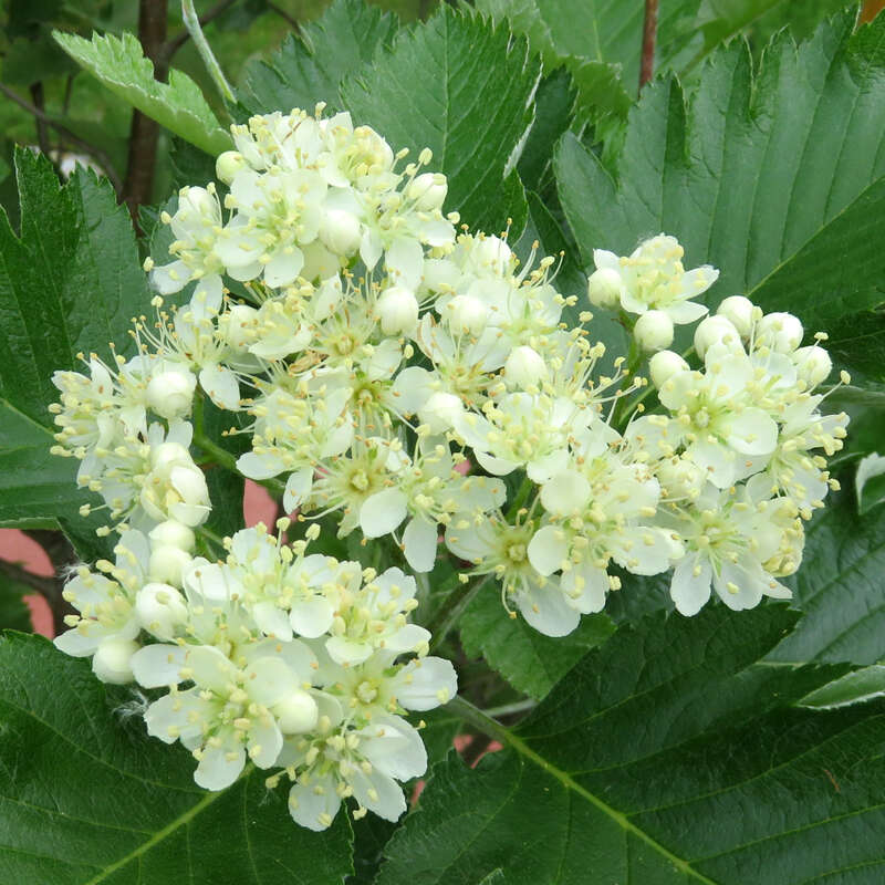 Speierling Baum Kaufen