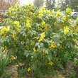 Mahonia aquifolium: Bild 8/9
