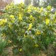 Mahonia aquifolium: Bild 7/7