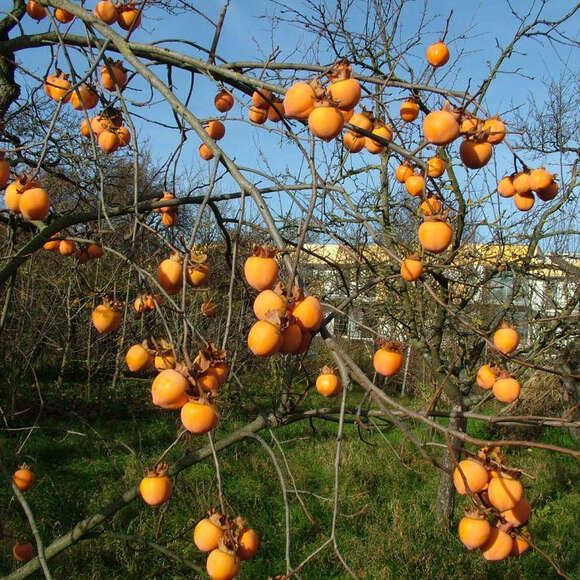 Diospyros kaki 'Steiermark-Kaki': Bild 2/2 Diospyros kaki 'Steiermark-Kaki': Bild 2/2