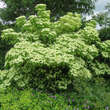 Cornus kousa chinensis: Bild 10/10