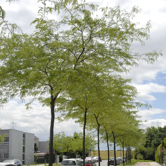Gleditsia triacanthos 'Skyline': Bild 7/9