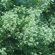Sophora japonica: Bild 2/6