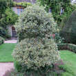 Ilex aquifolium 'Argenteomarginata': Bild 6/7