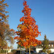 Acer 'Pacific Sunset': Bild 5/6