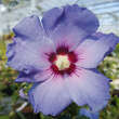 Hibiscus syr. 'Blue Bird': Bild 4/5