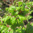 Fagus sylvatica 'Asterix': Bild 2/3