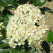 Sorbaronia falax 'Ivan's Beauty': Bild 3/9