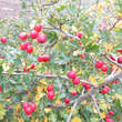 Crataegus macrocarpa: Bild 2/4