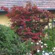 Acer japonicum 'Vitifolium': Bild 7/7