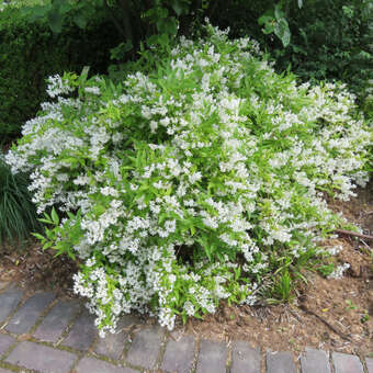 Deutzia gracilis: Bild 5/5