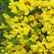 Cytisus procumbens: Bild 2/5
