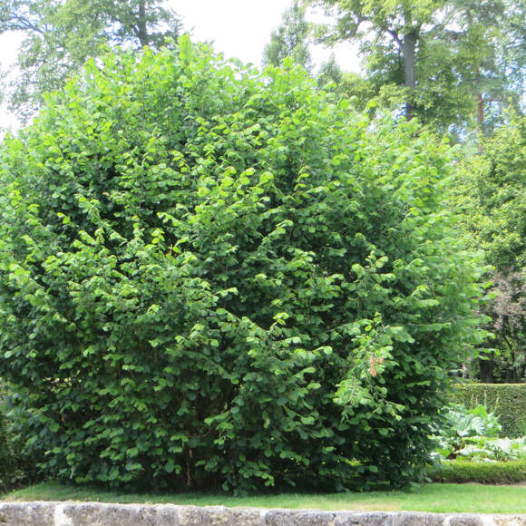 Corylus avellana: Bild 8/8 Corylus avellana: Bild 8/8