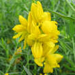 Genista tinctoria 'Plena': Bild 3/5