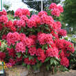 Rhododendron Hybride - rot  PG2: Bild 3/5