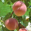 Prunus pers. 'Benedikte': Bild 2/3