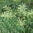 Aralia elata: Bild 2/5