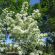 Chionanthus retusus: Bild 11/12