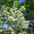 Chionanthus retusus: Bild 11/12