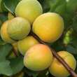 Prunus arm. 'Ungarische Beste': Bild 3/3