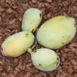 Asimina triloba 'Golden 4': Bild 2/3