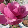 Magnolia 'Black Tulip': Bild 3/8