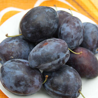 Prunus domestica 'Topend Plus': Bild 3/3