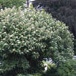 Viburnum rhytidophyll. 'Willowwood': Bild 5/5