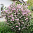 Syringa patula 'Miss Kim': Bild 7/8