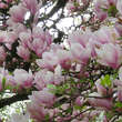 Magnolia soulangeana: Bild 3/10