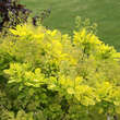 Cotinus coggygria 'Golden Spirit': Bild 3/7