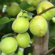 Prunus armeniaca 'Frühe Rosenmarille': Bild 4/4