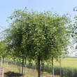 Prunus fruticosa 'Hetzendorf Hänge-Steppenkirsche': Bild 2/2