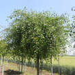 Prunus frut. 'Hetzendorf Hänge-St.': Bild 2/2