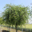 Prunus frut. 'Hetzendorf Hänge-St.': Bild 2/2