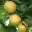 Prunus arm. 'Aprikose von Breda': Bild 3/3