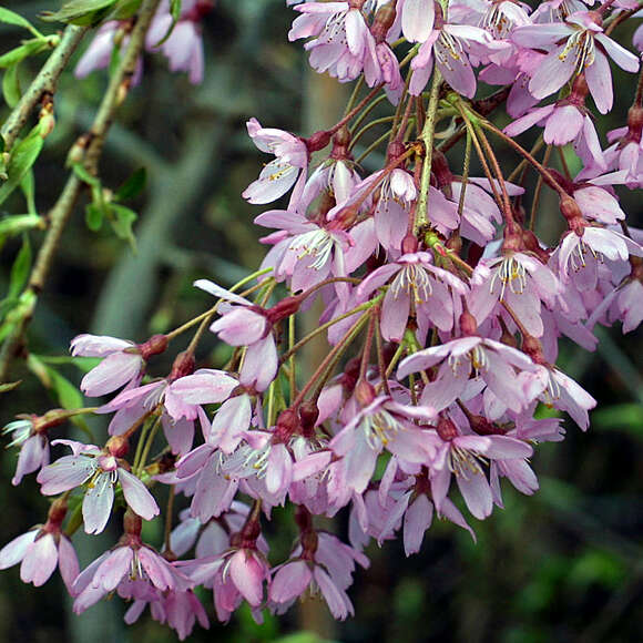 Prunus pendula 'Pendula Rubra': Bild 5/11 Prunus pendula 'Pendula Rubra': Bild 5/11