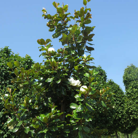 Magnolia grandiflora 'Francois Treyve': Bild 8/8 Magnolia grandiflora 'Francois Treyve': Bild 8/8