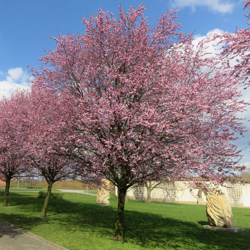 Blutpflaume Prunus cerasifera 'Nigra' rosa