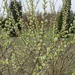 Salix caprea mas: Bild 4/6