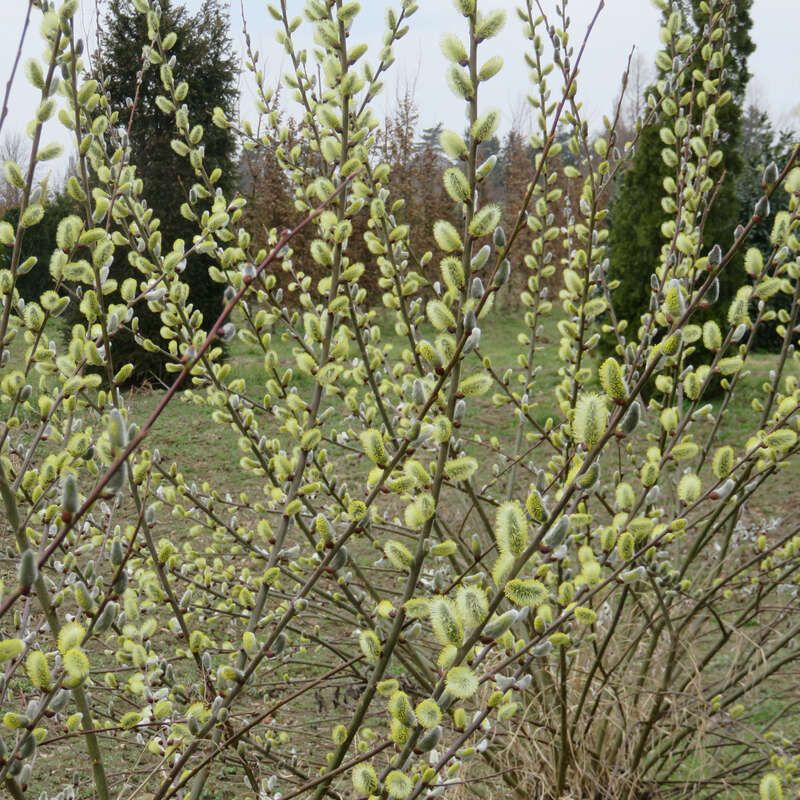 RiesenKätzchenweide Salix caprea mas weiß