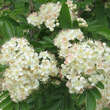 Sorbus 'Granatnaja': Bild 2/7
