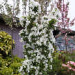 Malus 'Adirondak: Bild 5/5