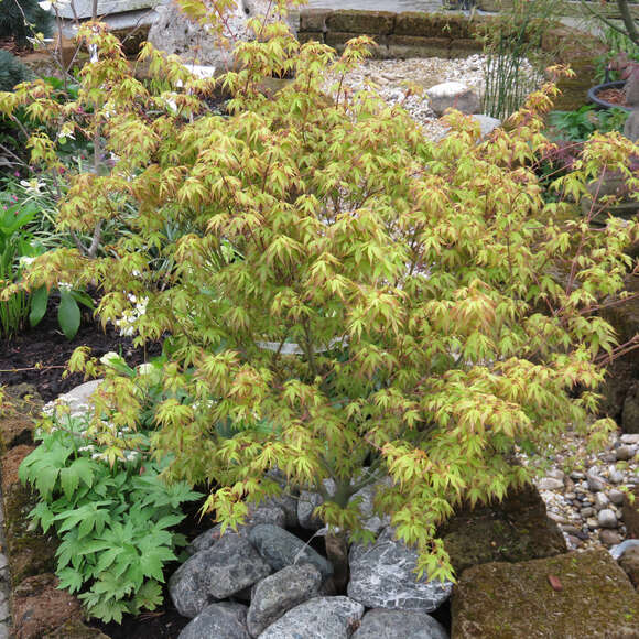 Acer palmatum 'Katsura': Bild 11/12