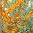 Hippophae rhamnoides 'Orange Energy': Bild 5/6