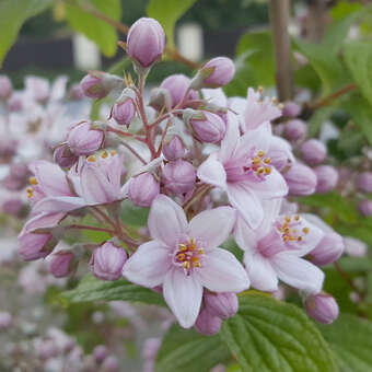 Deutzia 'Mont Rose': Bild 2/6