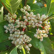 Viburnum nudum 'Brandywine': Bild 2/3