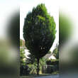 Carpinus betulus 'Fastigiata': Bild 4/11